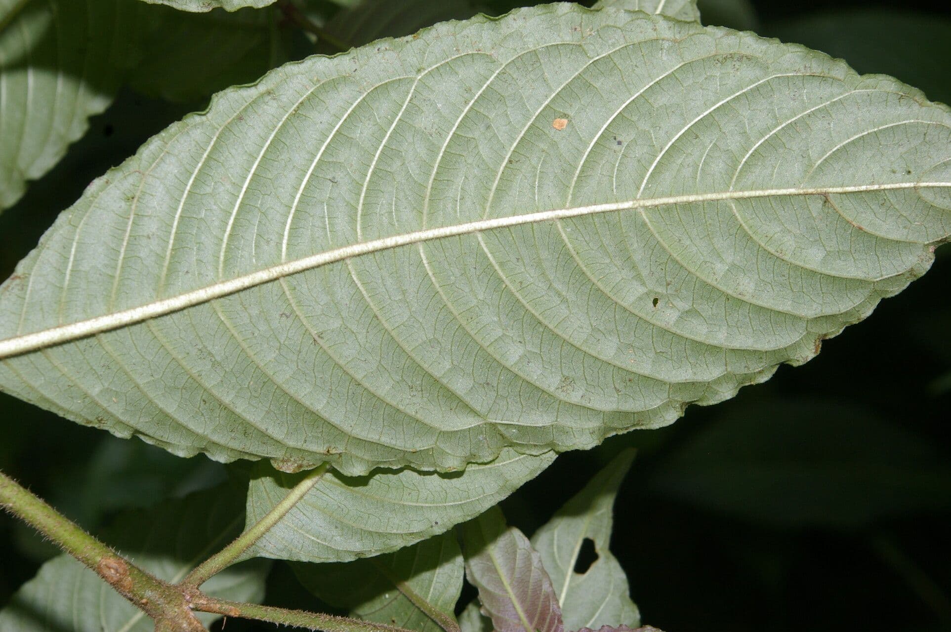 Palicourea 6