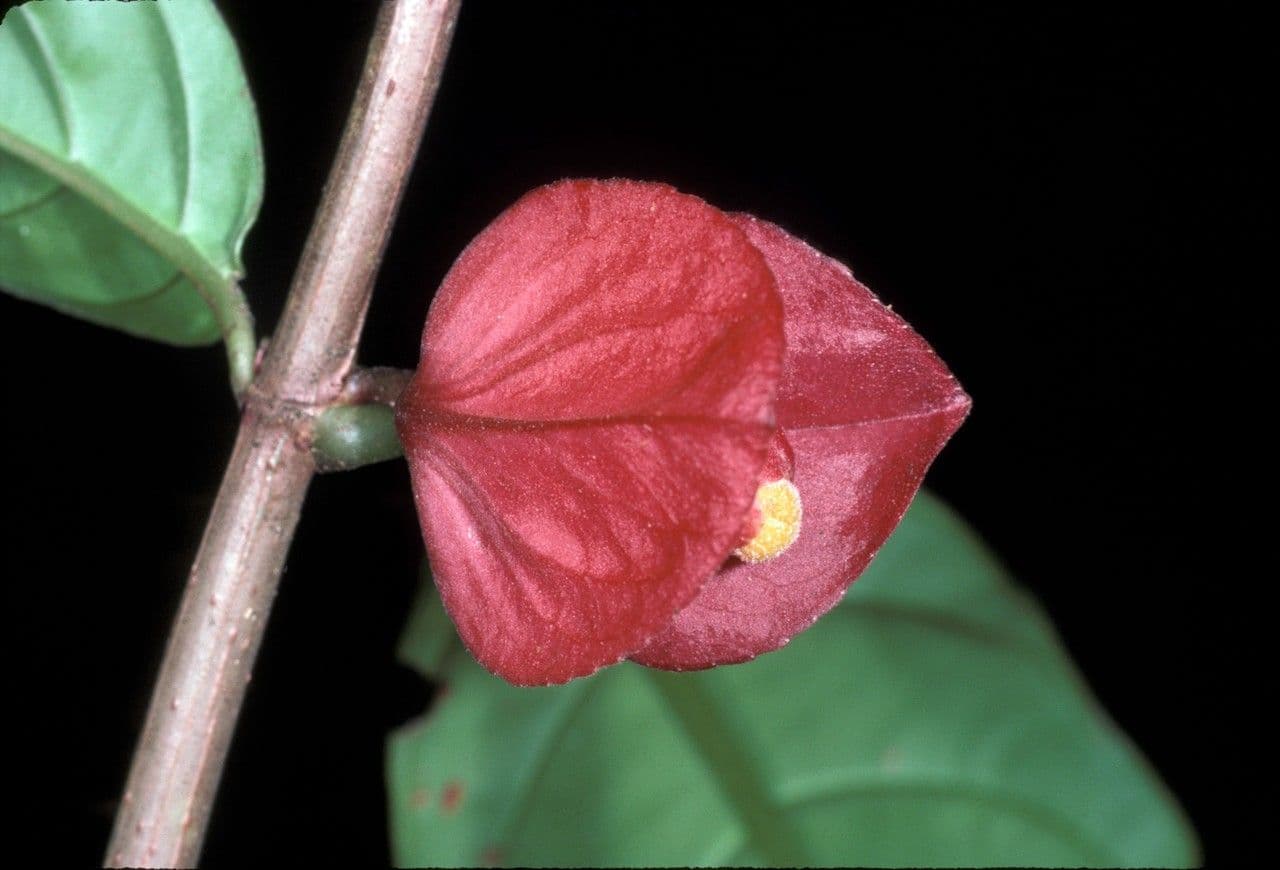 Drymonia coccinea 2