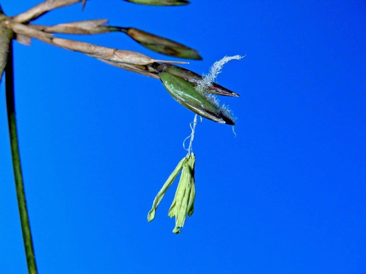 Elytrostachys 18