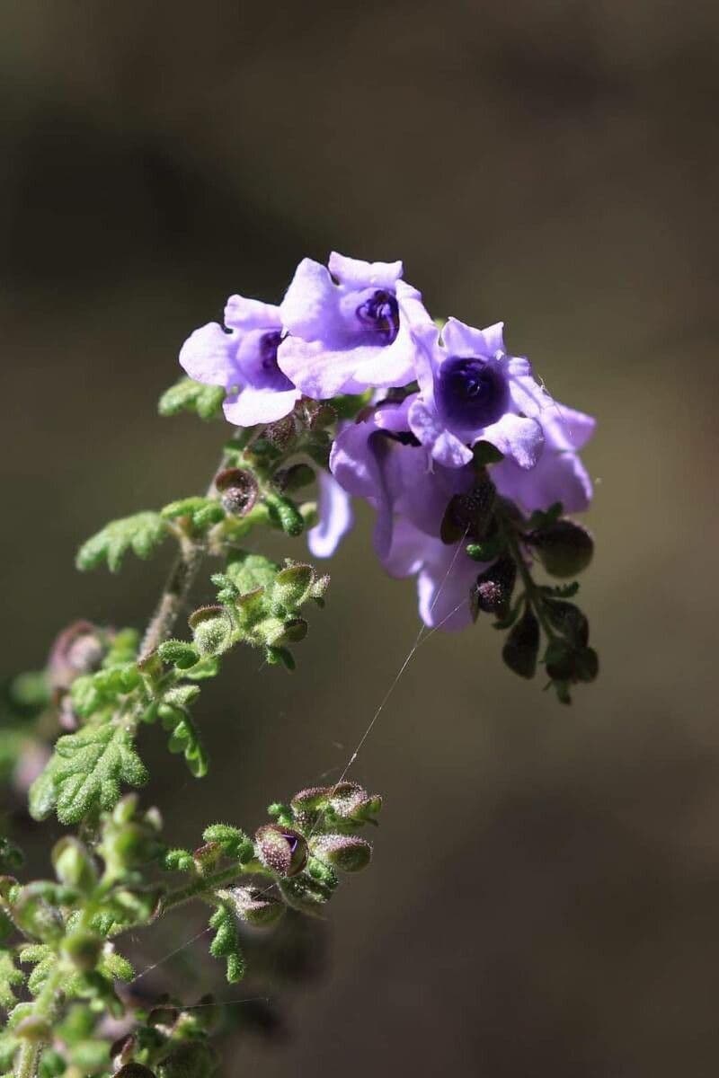 Prostanthera