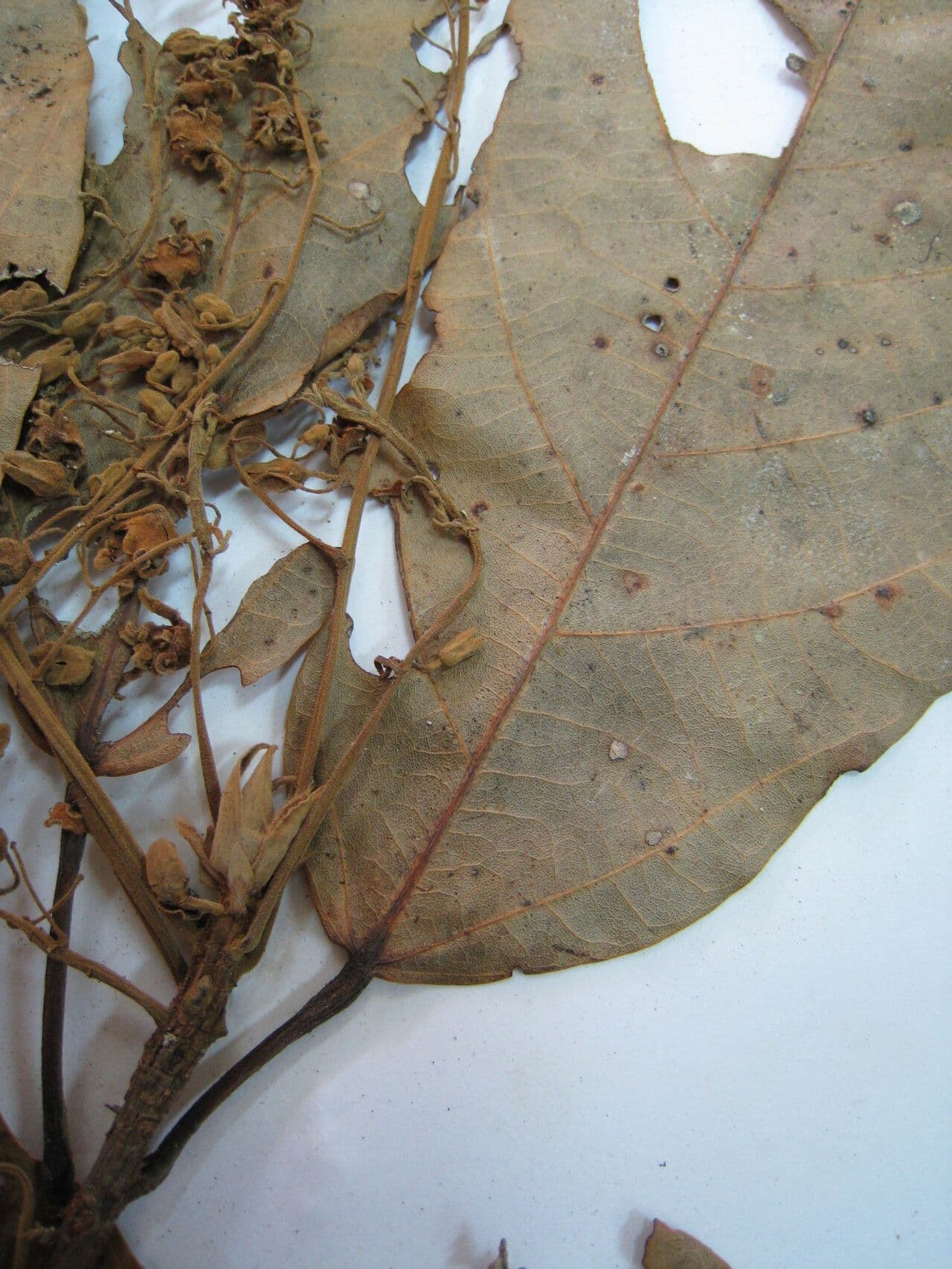 Sterculia 5