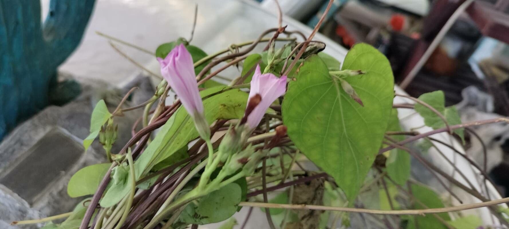 Ipomoea grandifolia 9