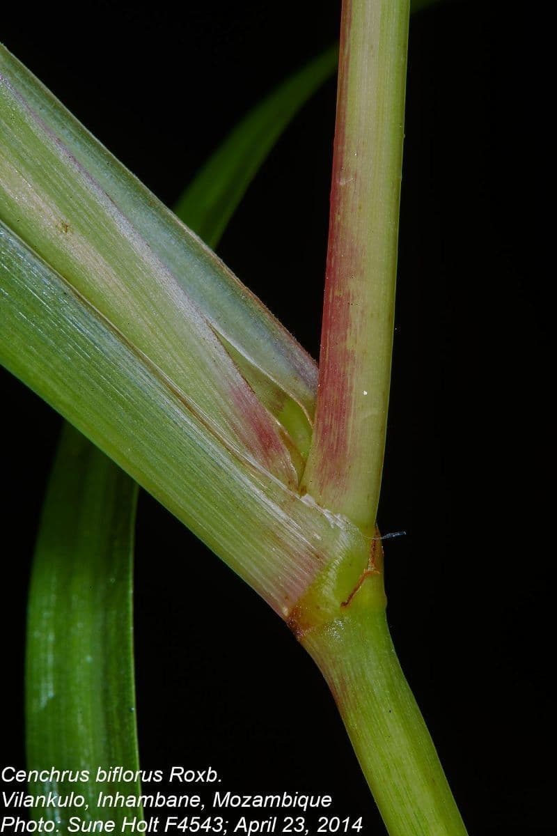 Cenchrus biflorus 23