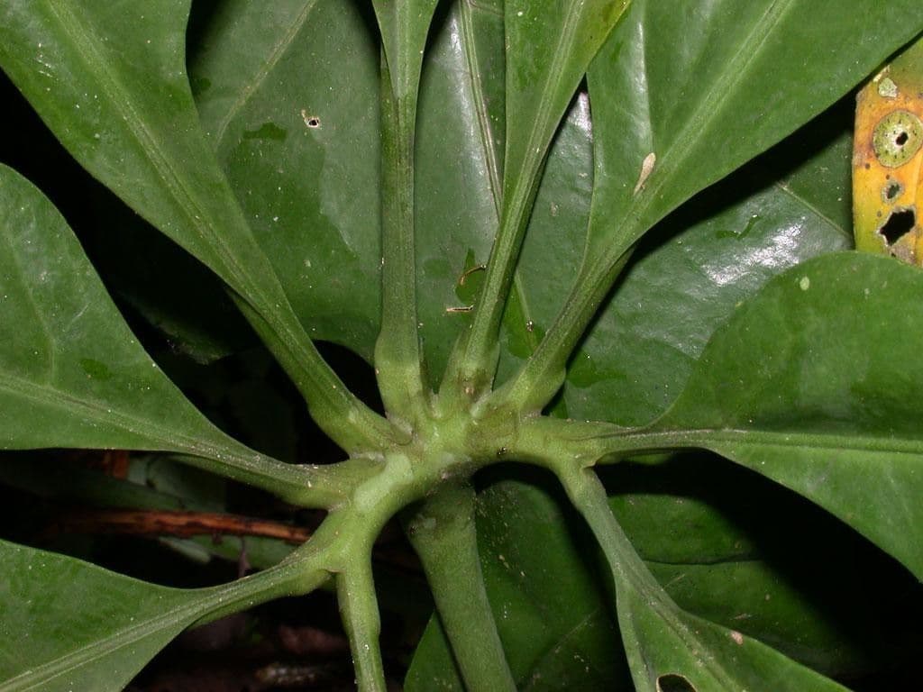 Anthurium 13