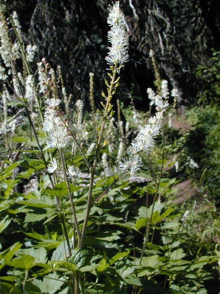 Actaea alta 9