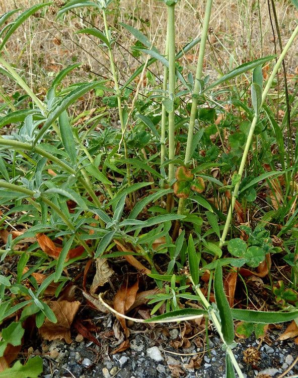 Buddleja 7