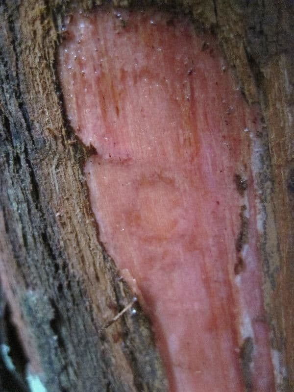 Iryanthera 14