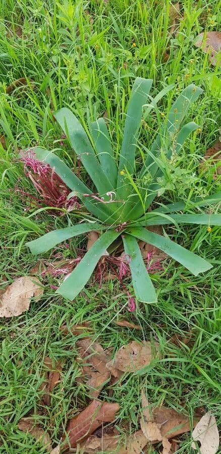 Ammocharis 7
