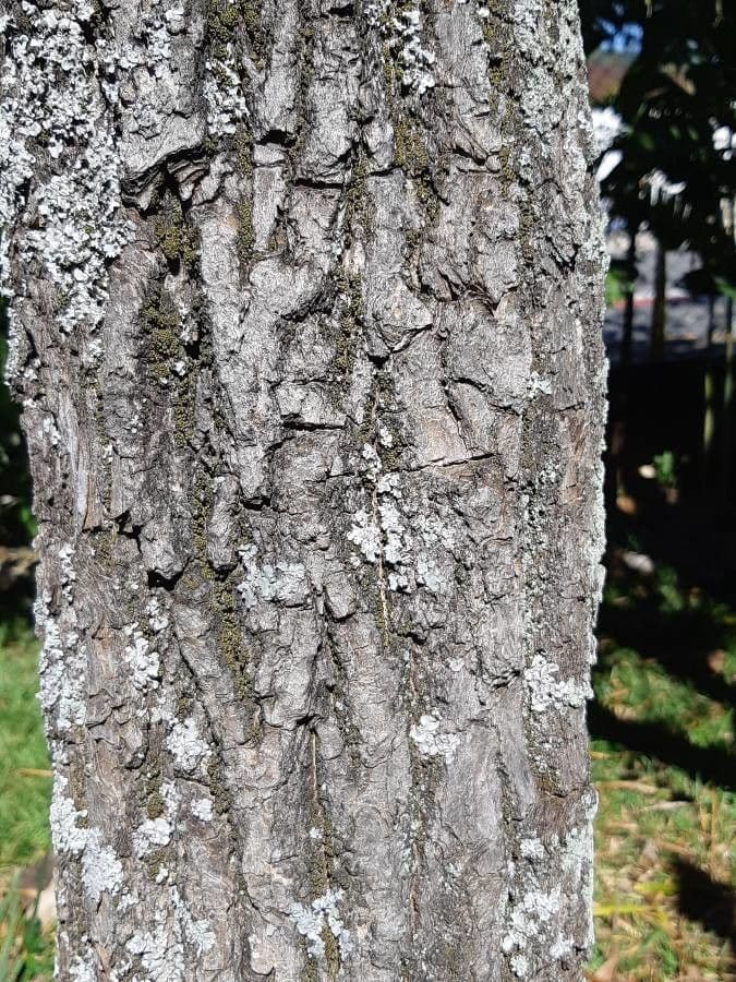 Weißer Ipe 13