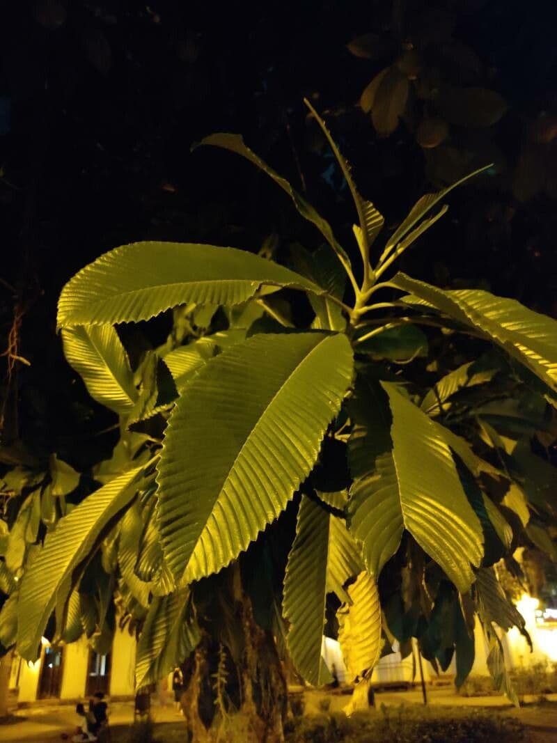 Dillenia indica 17