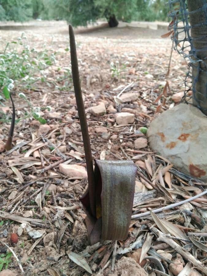 Biarum 4