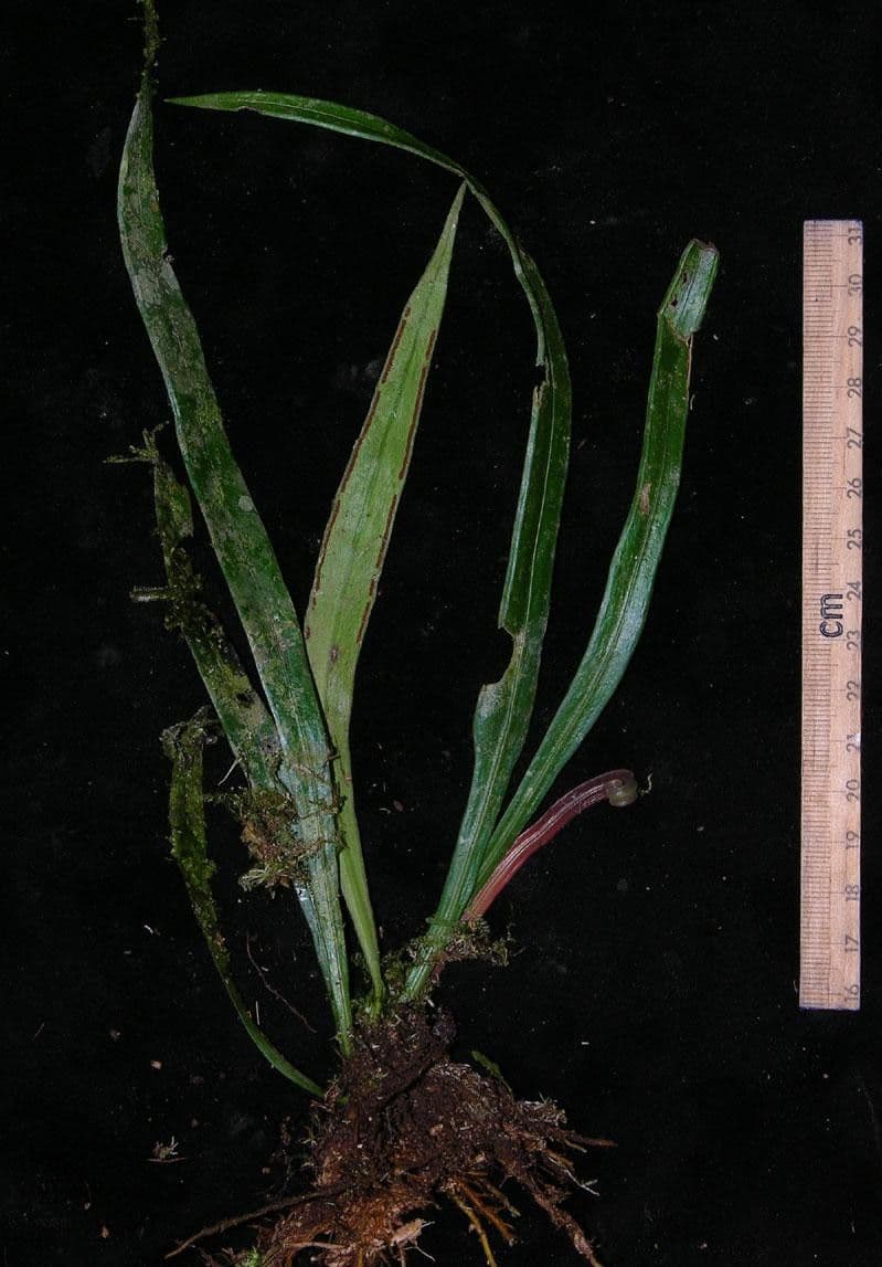 Ananthacorus angustifolius 4