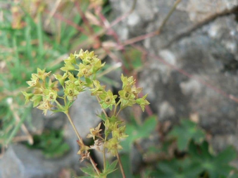 Alchemilla fissa 5