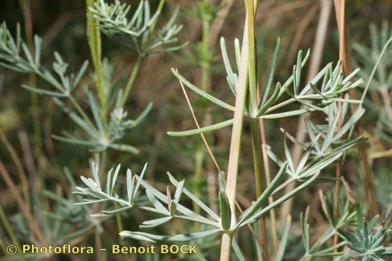Rubia glauca 27