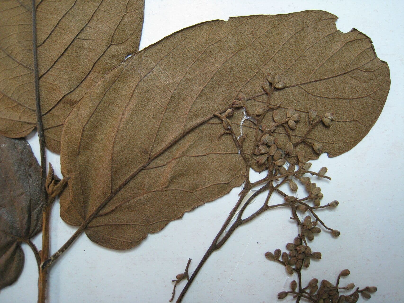 Cordia 3