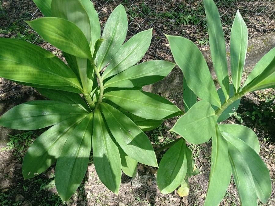 Costus 10
