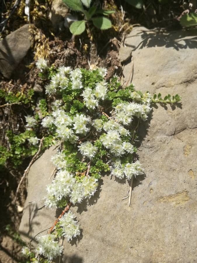 Paronychia kapelská 7