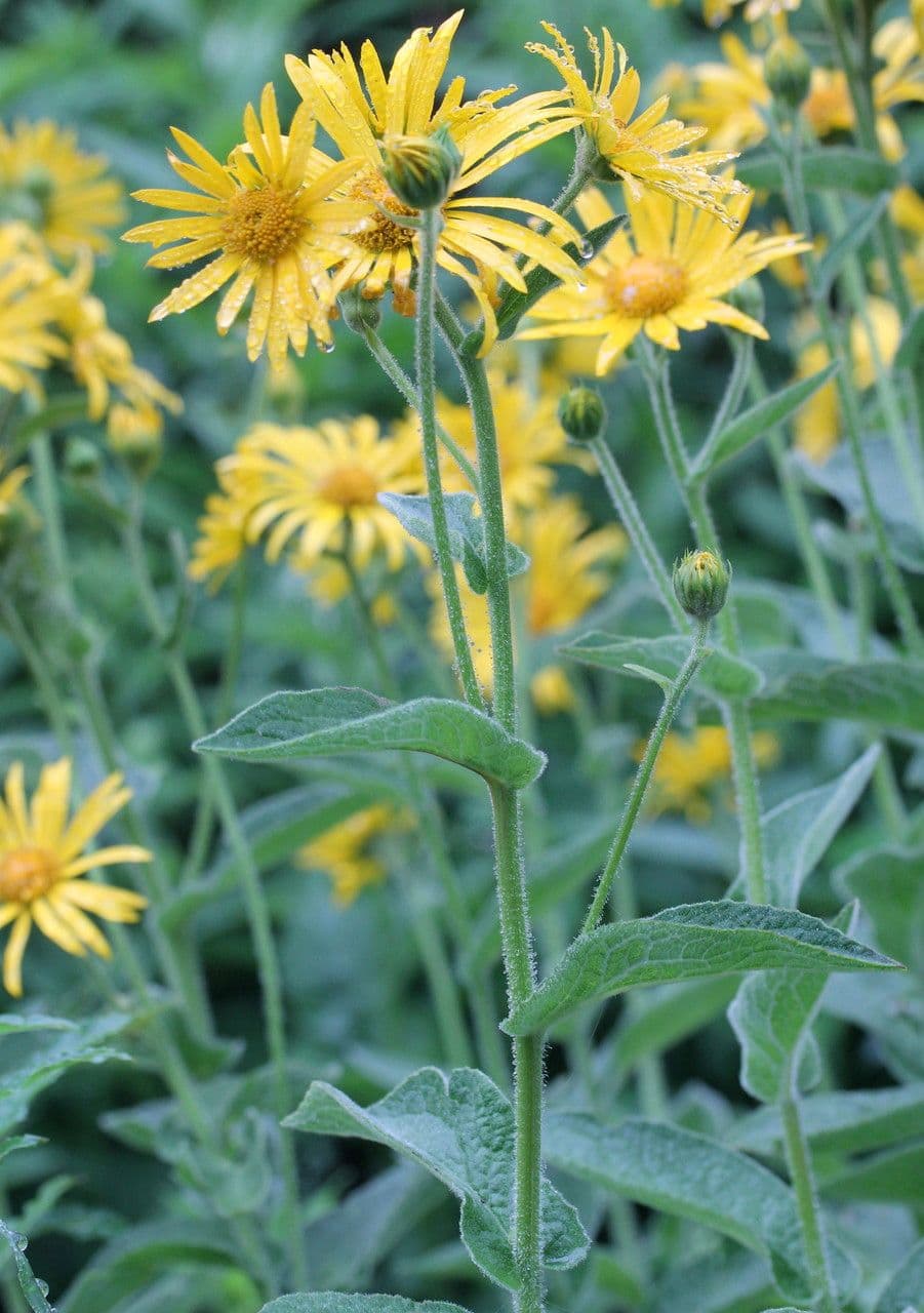 Doronicum austriacum 23