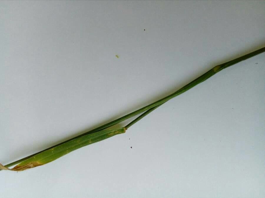 Festuca dei prati 17