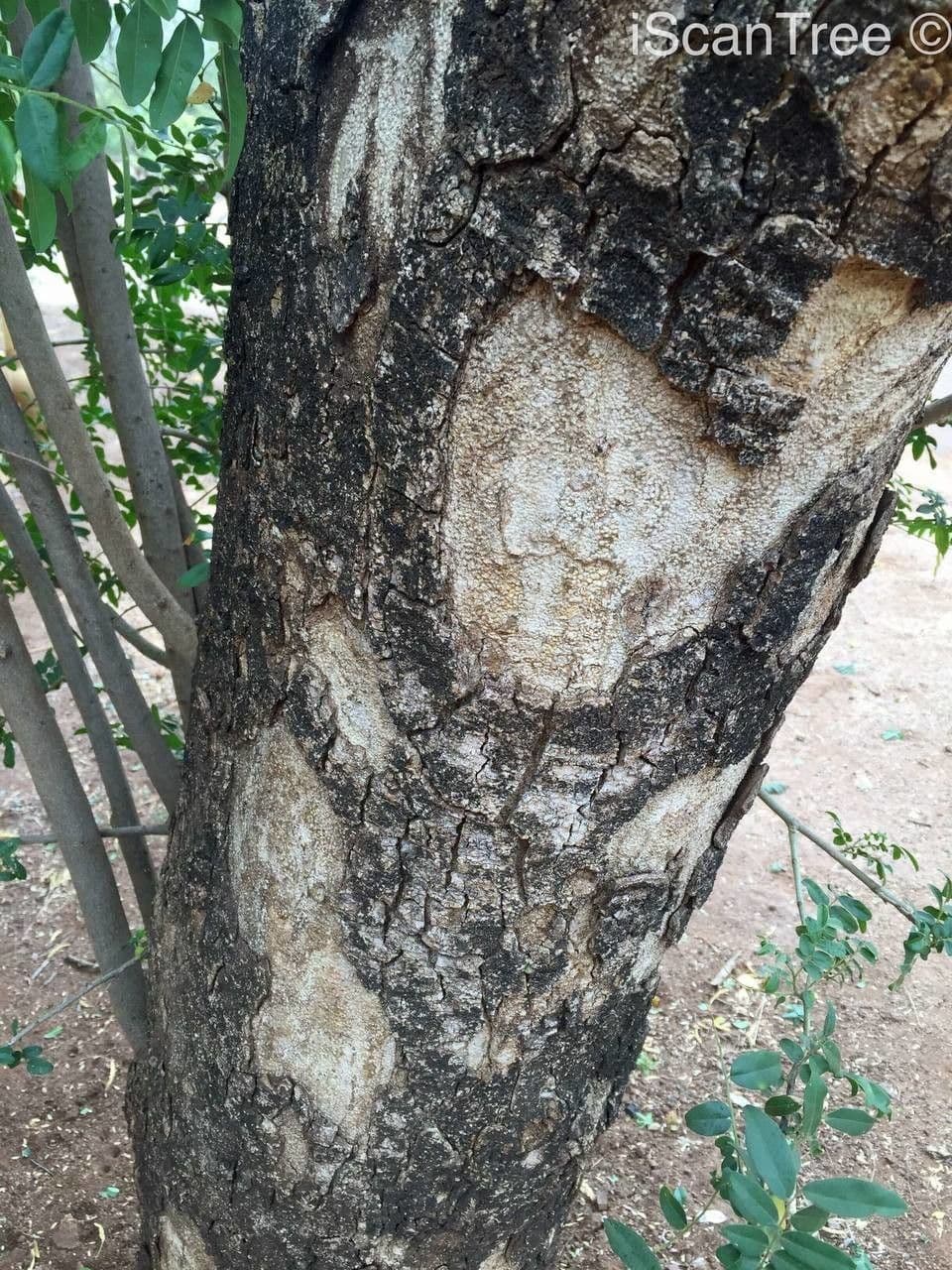 Xanthocercis 16