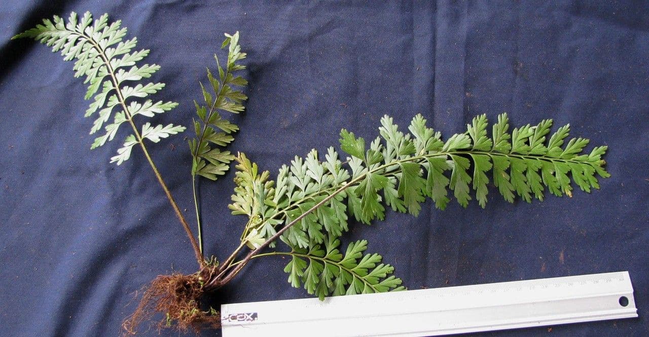 Asplenium praemorsum 10