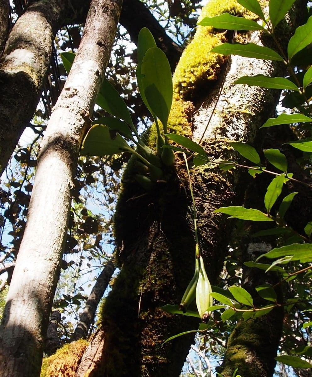 Bulbophyllum 13