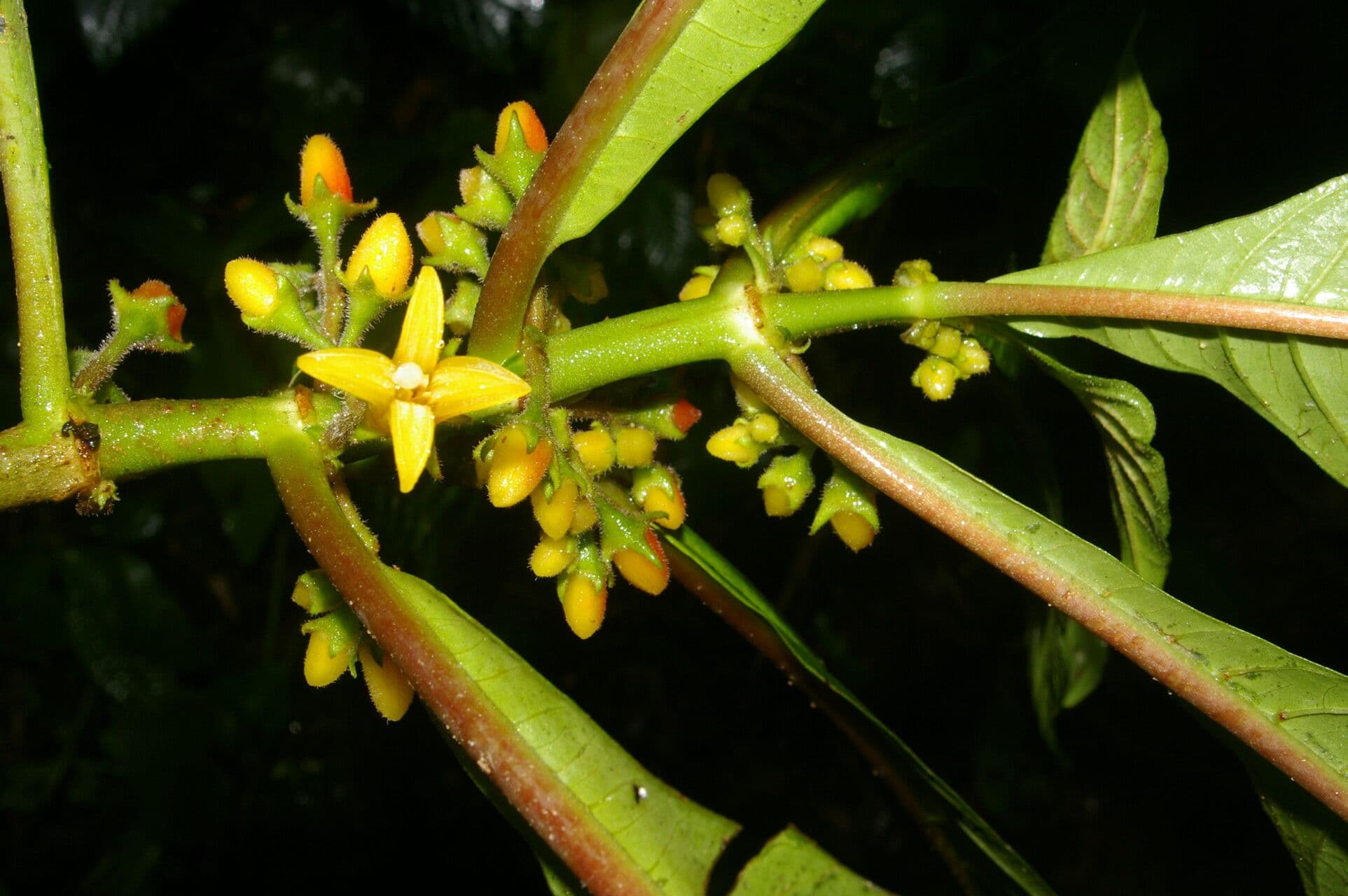 Hoffmannia 2