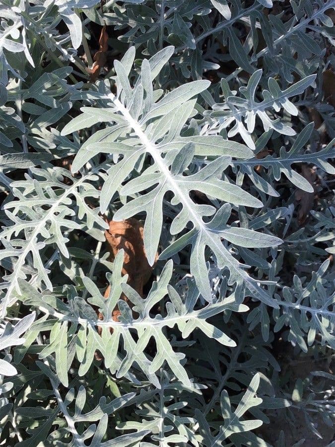 Psephellus 2