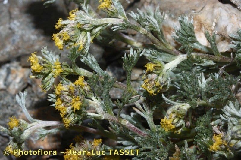 Artemisia a ombrella 20