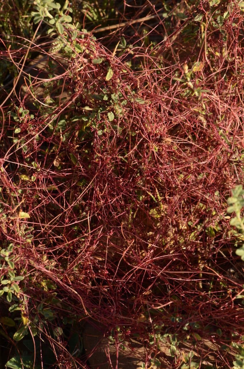 Cuscuta del timo 16