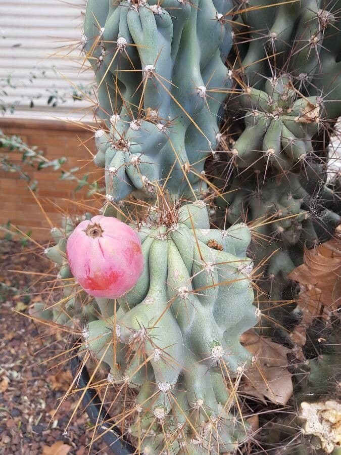 Cactus seto 16