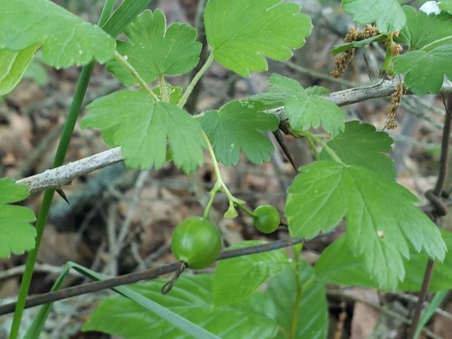 Missouri-Stachelbeere 3