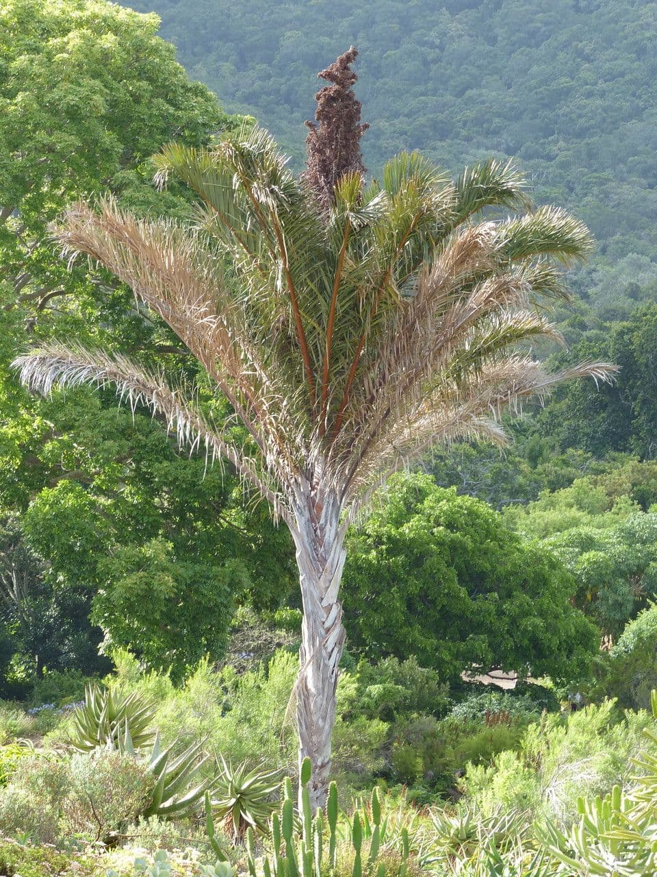 Palmier raffia 2