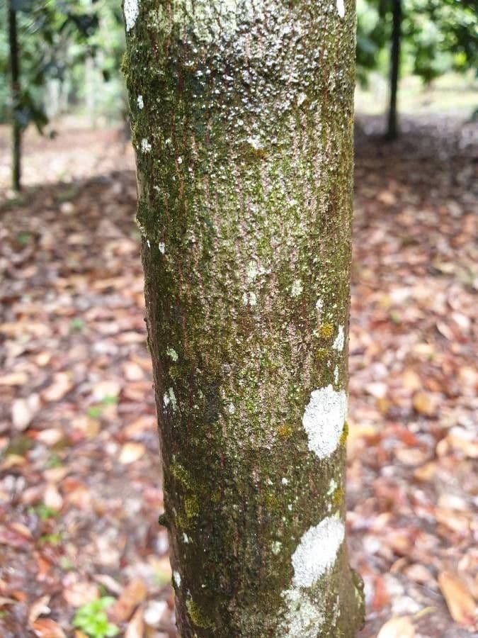 Guttaperchabaum 5