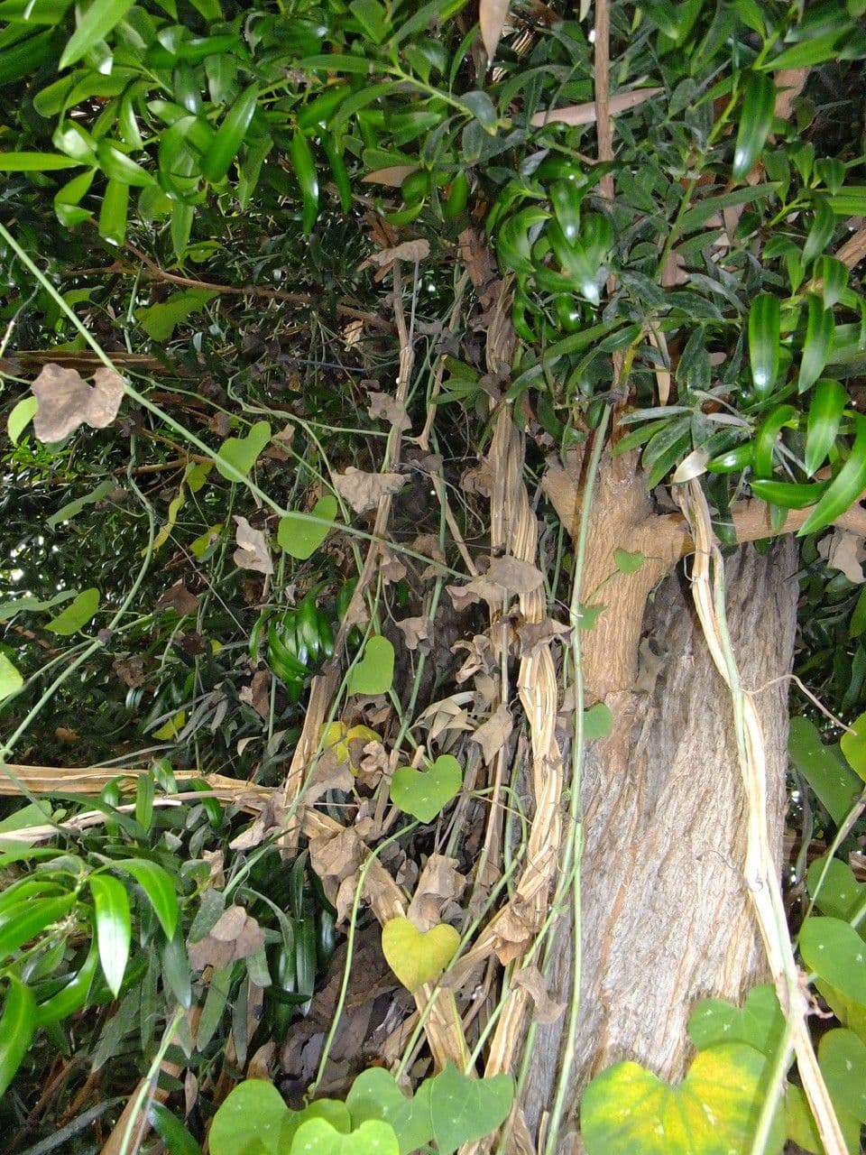 Aristolochia 23