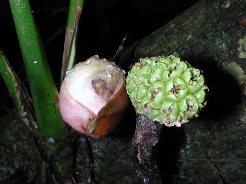 Evodianthus 3
