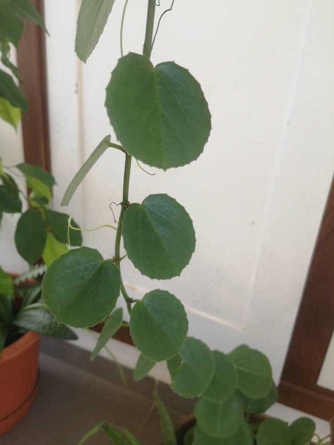 Cissus 10