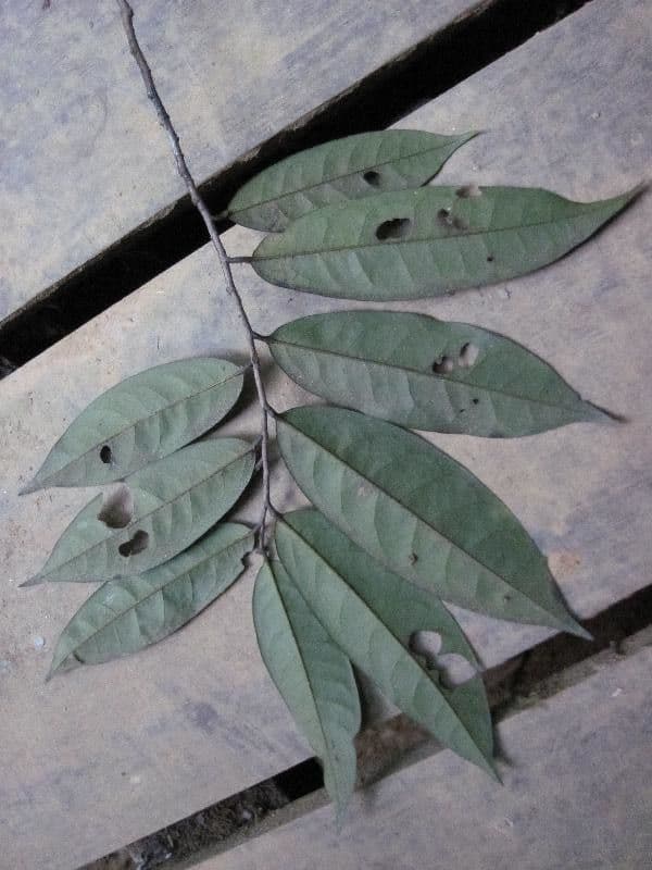 Anaxagorea 12