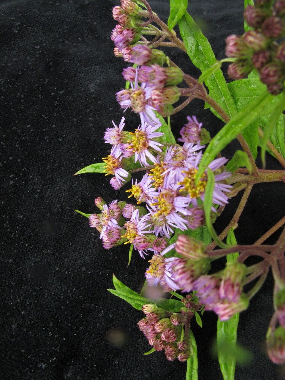 Aster 8
