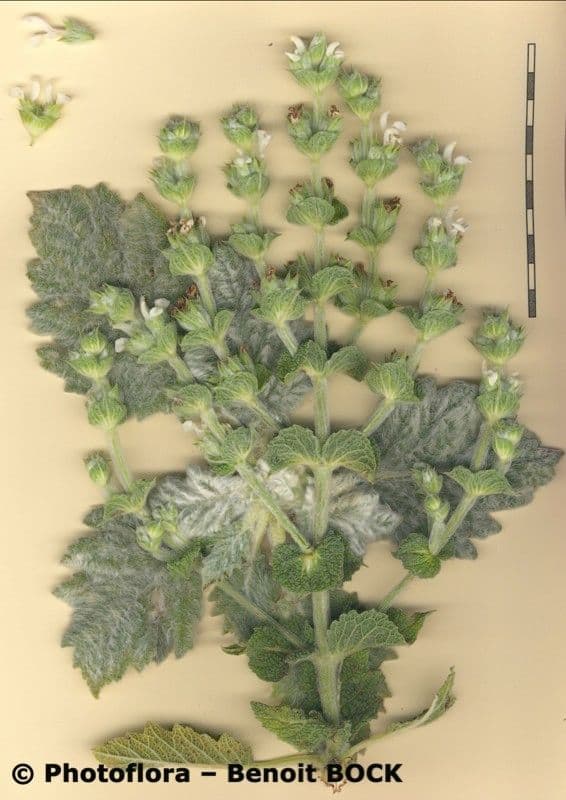 Salvia etiope 25