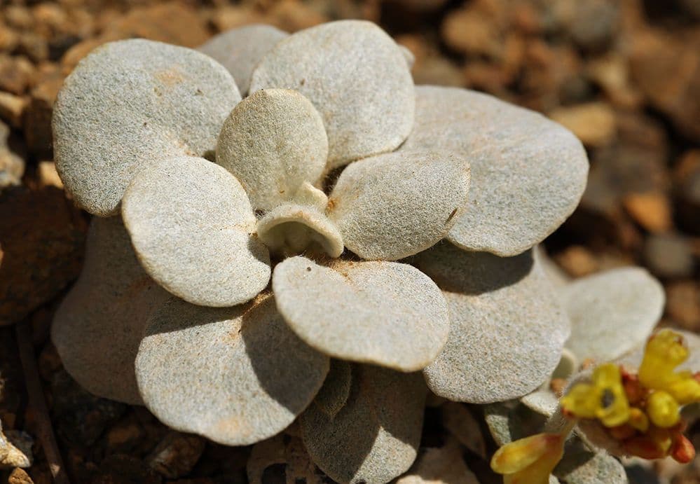 Eriogonum 3