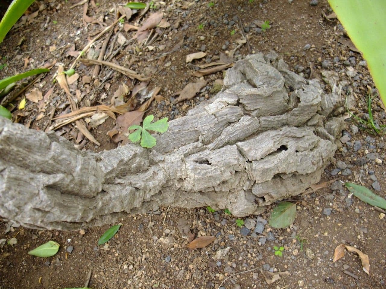 Kussonie 2