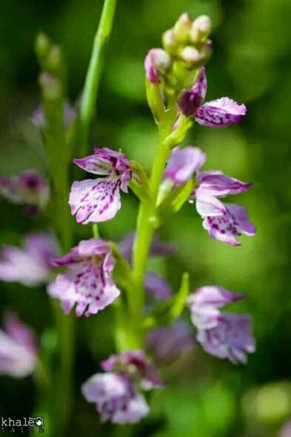 Orchidea