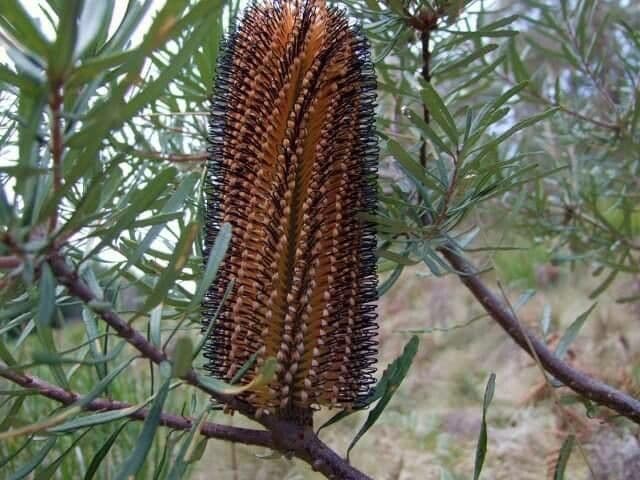 Banksia espigada