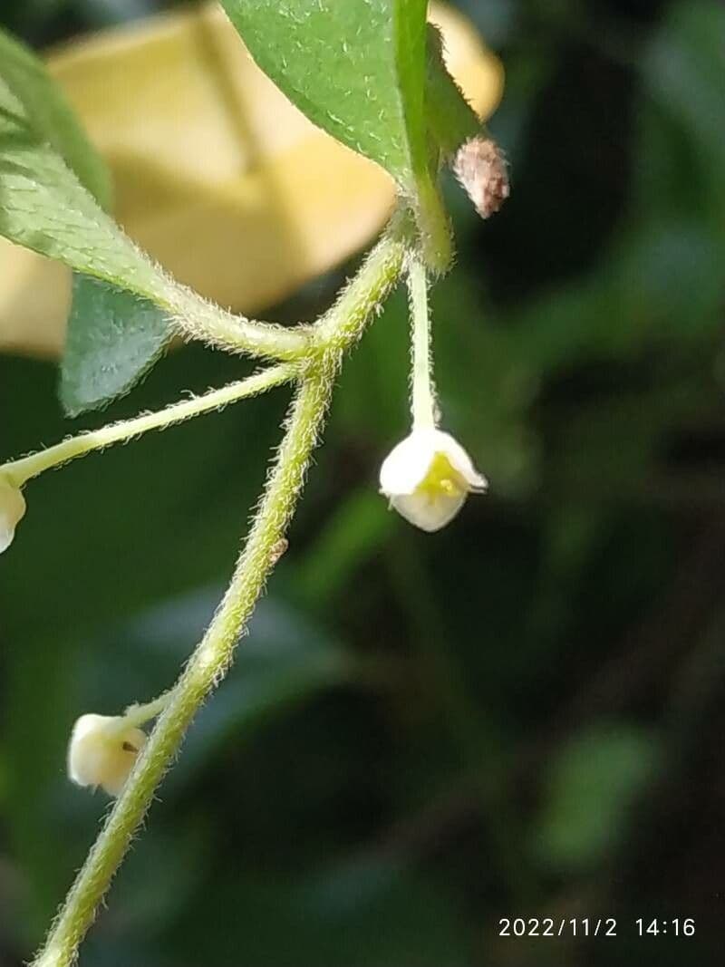 Cocculus orbiculatus 2