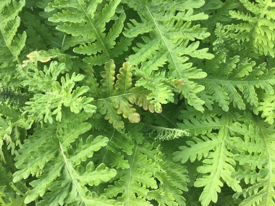 Gonospermum 2