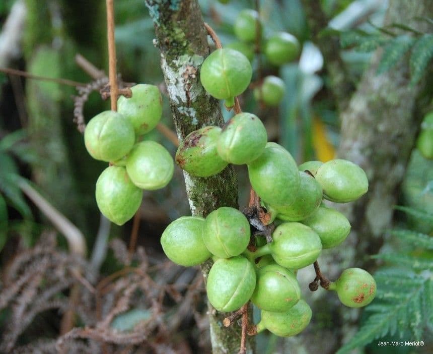 Acropogon 3