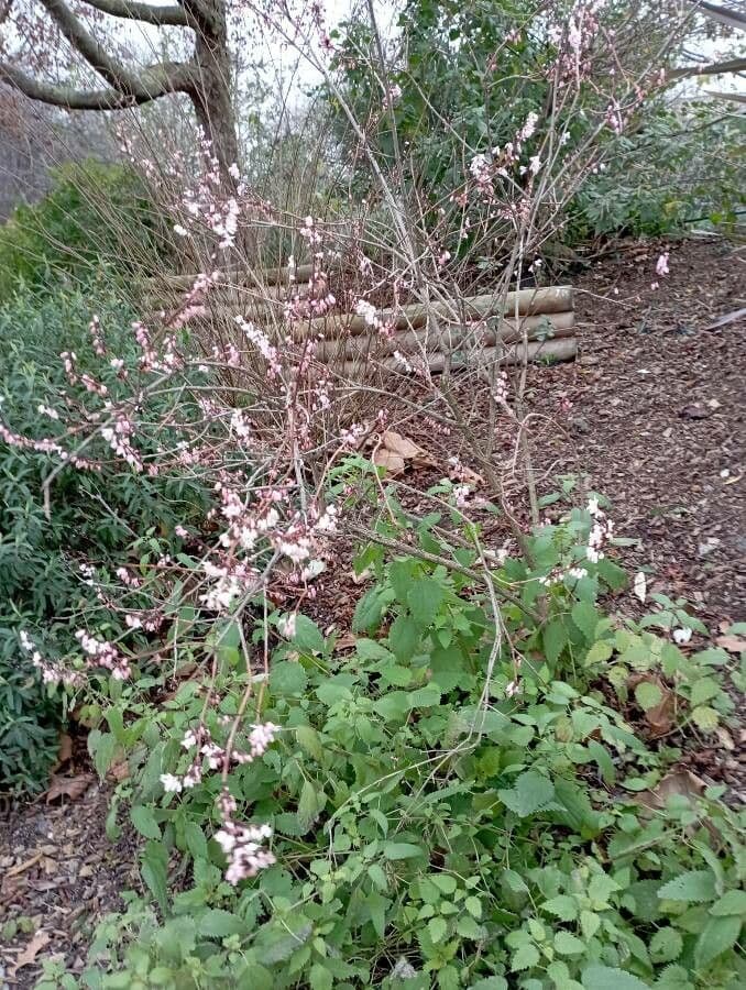 Abeliophyllum 6