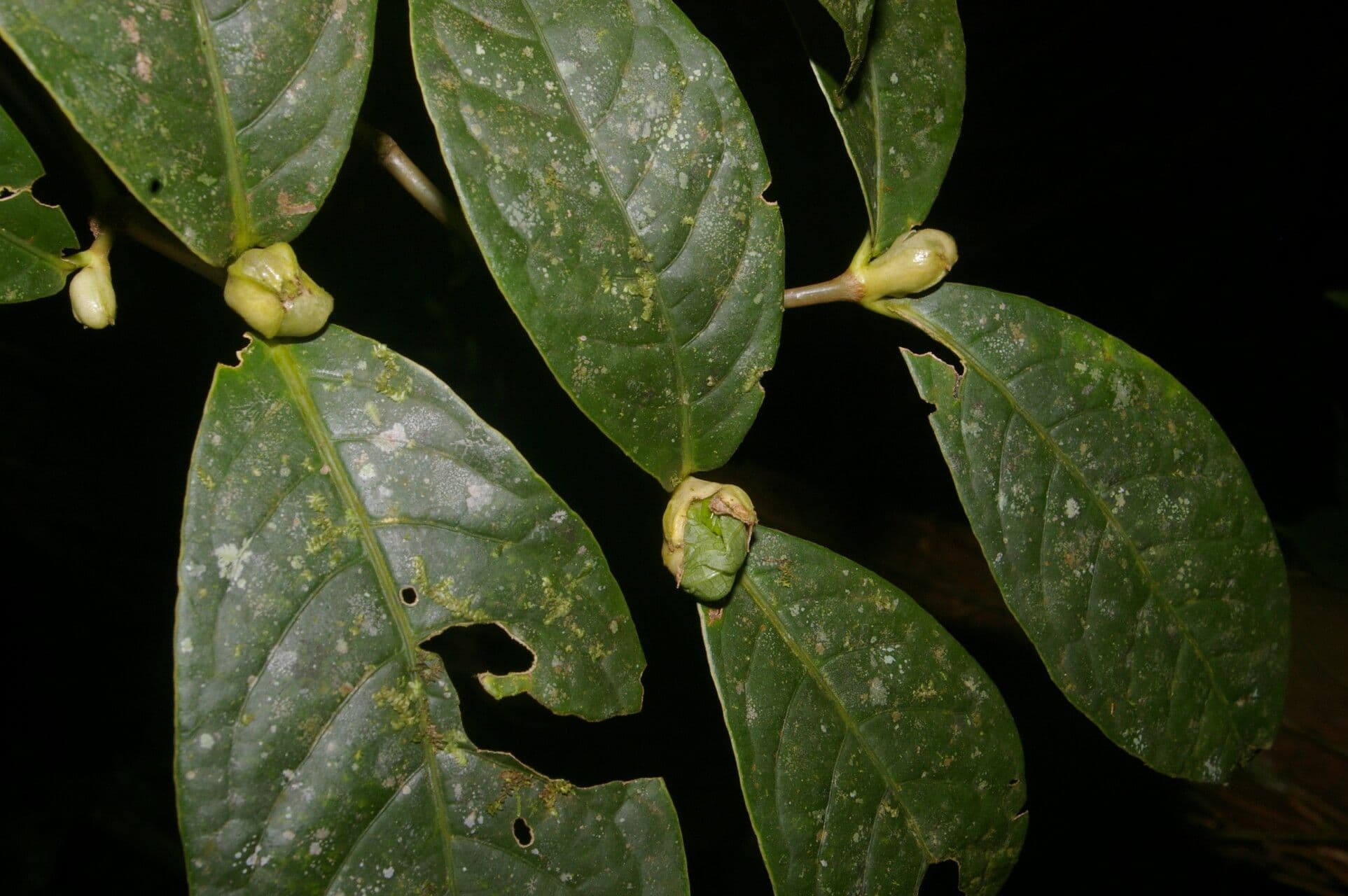 Rudgea 3