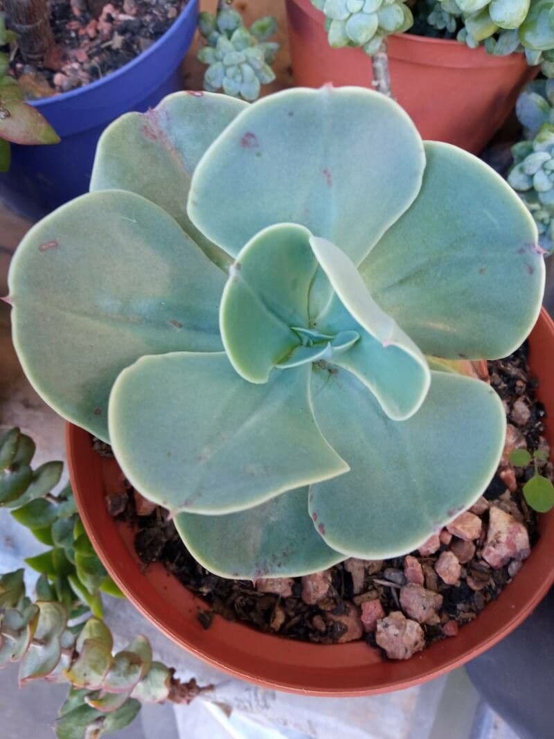 Echeveria 21